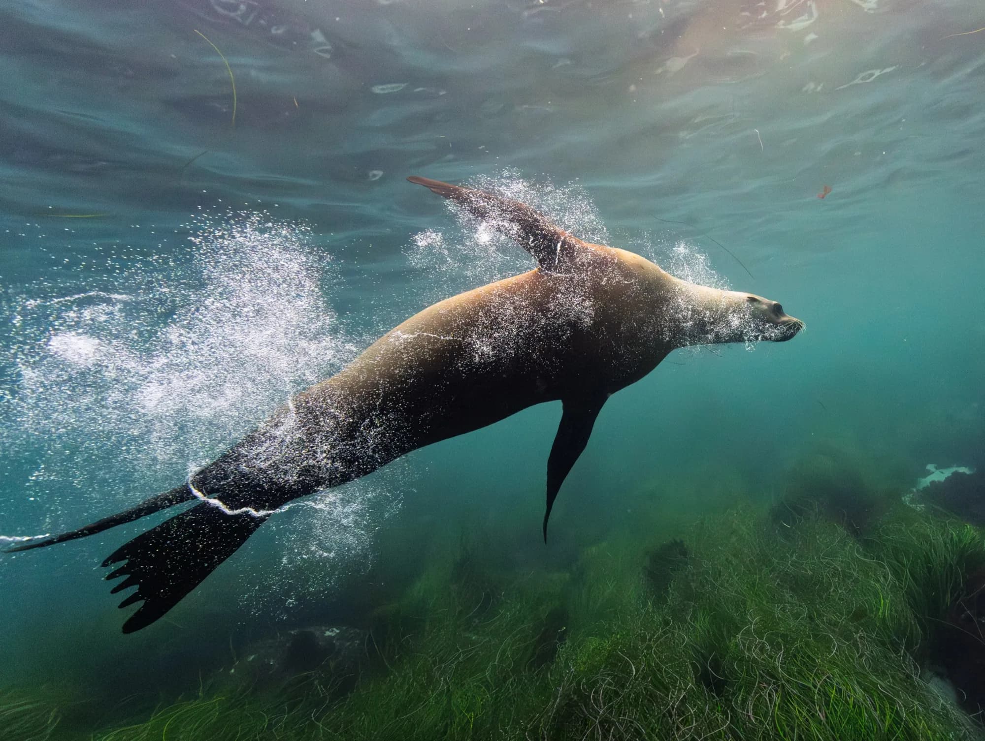Marine life, at La Jolla, (December 2025)