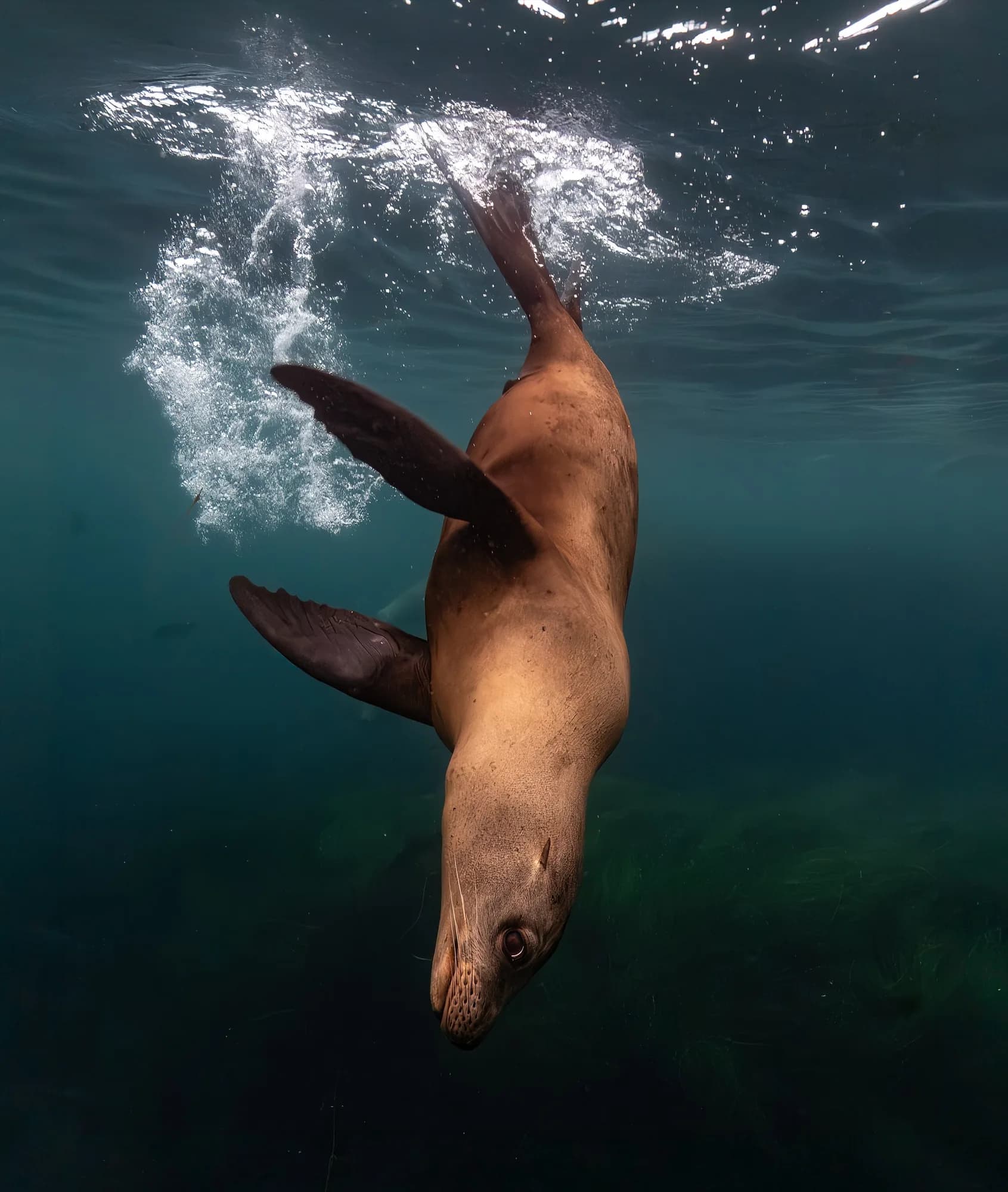 Underwater photography, at La Jolla, (December 2025)