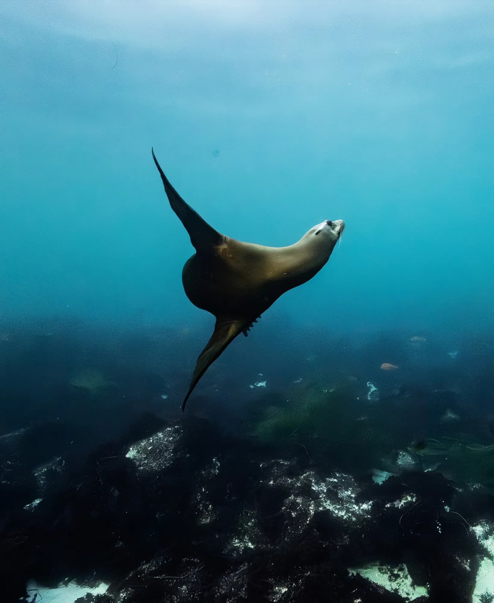 Underwater photography, at La Jolla, (December 2025)