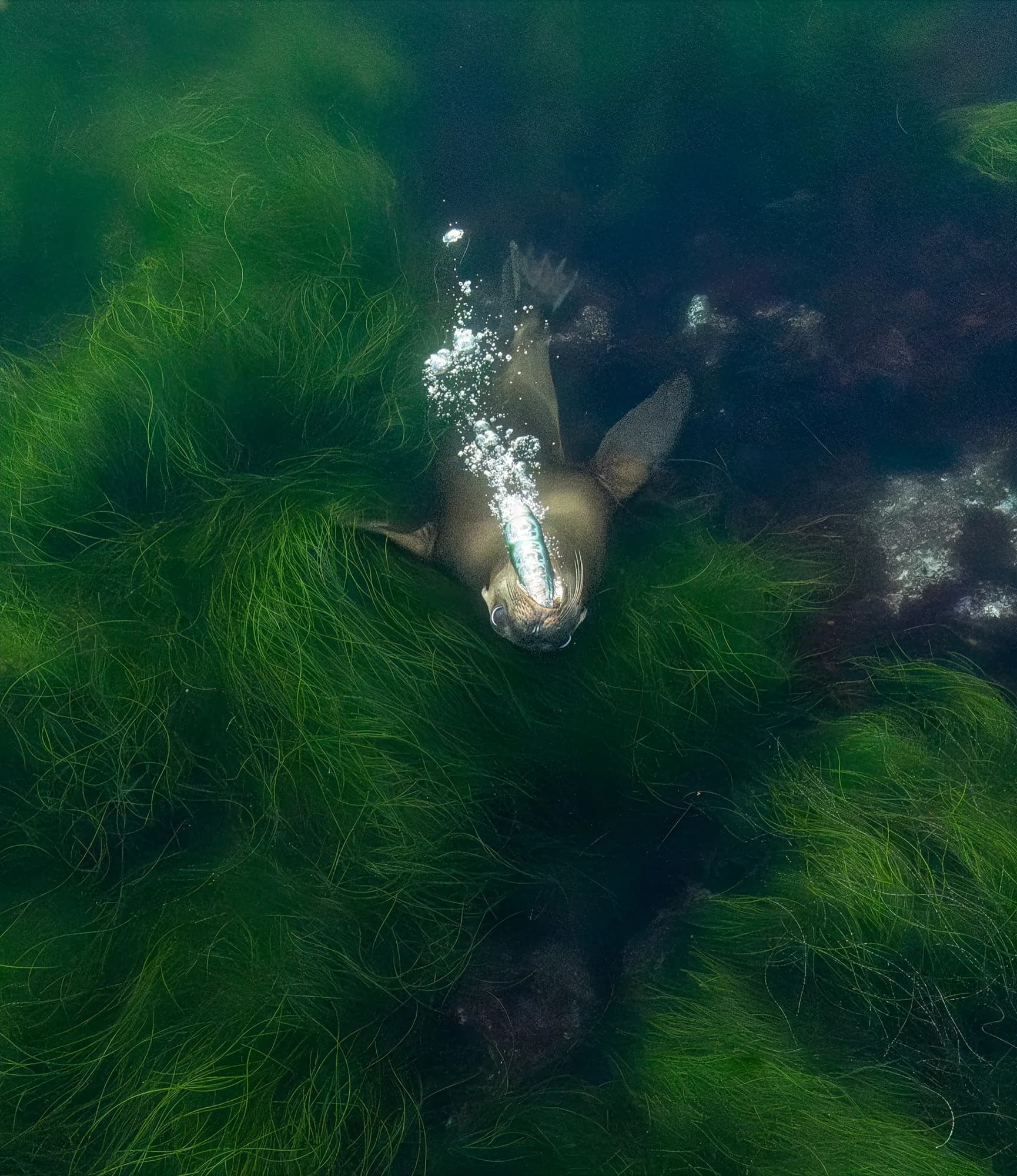 Underwater photography, at La Jolla, (December 2025)