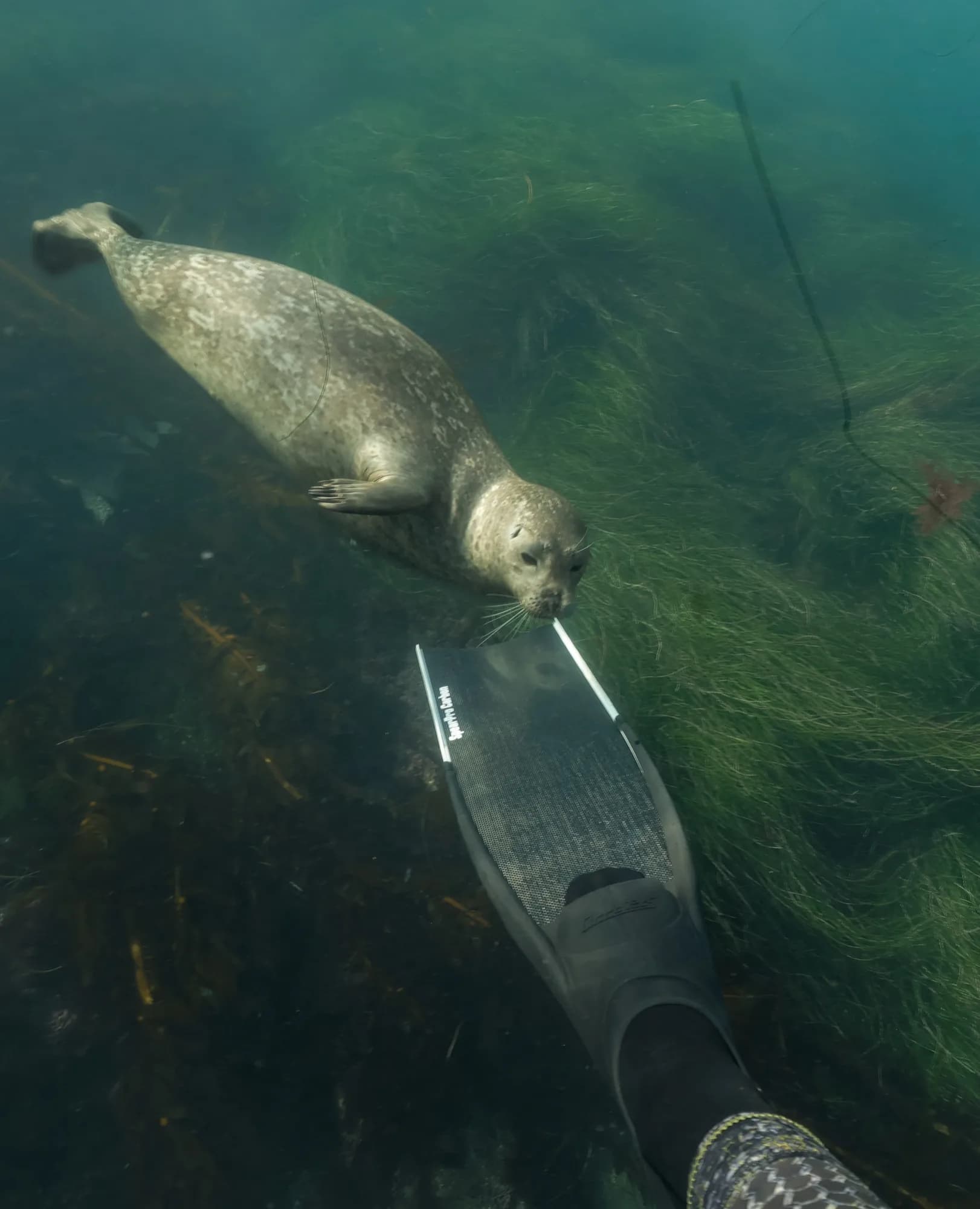Underwater photography, at La Jolla, (December 2025)