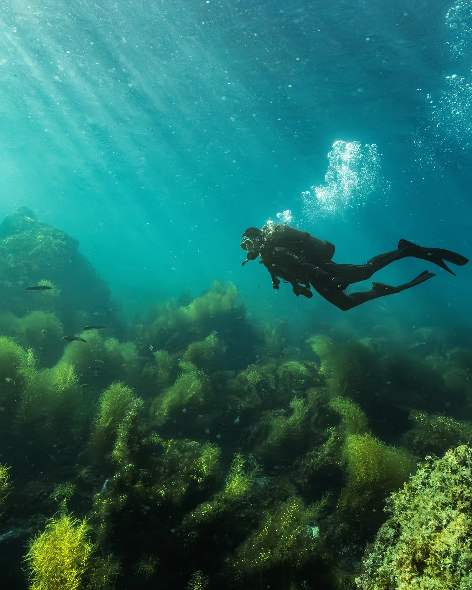 Underwater photography, at La Jolla, (February 2026)