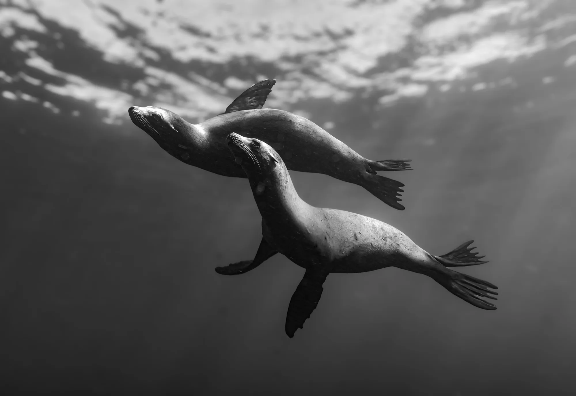 Underwater photography, at La Jolla, (December 2025)