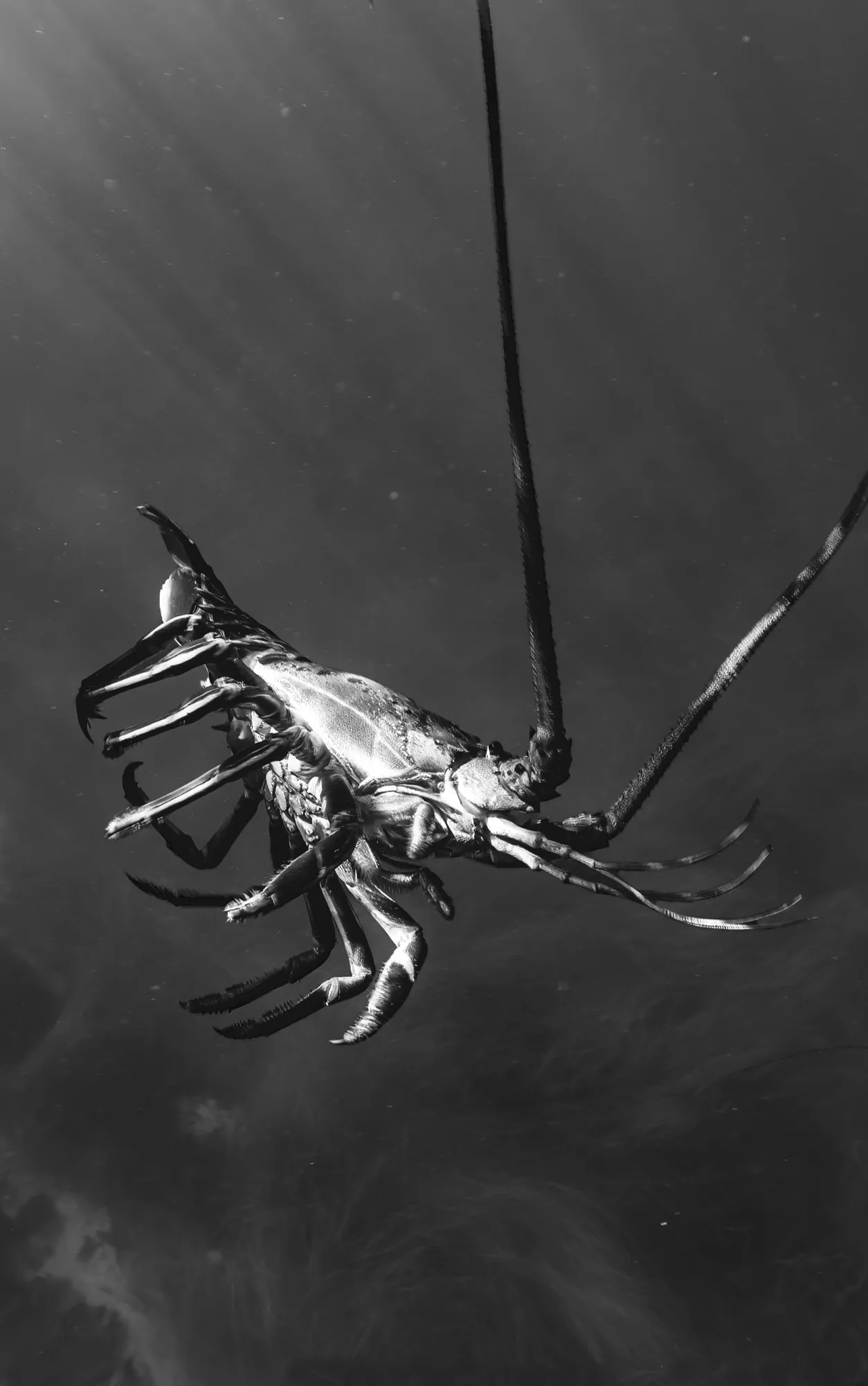 Underwater portrait, at La Jolla, (December 2025)