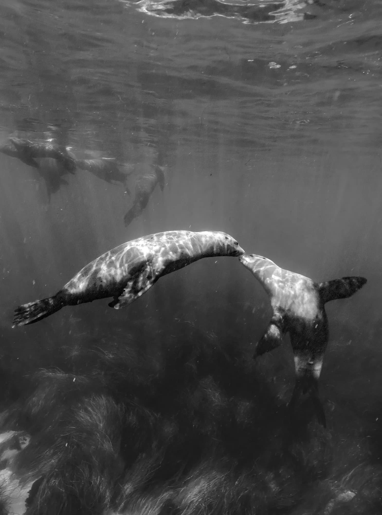 Underwater photography, at La Jolla, (December 2025)