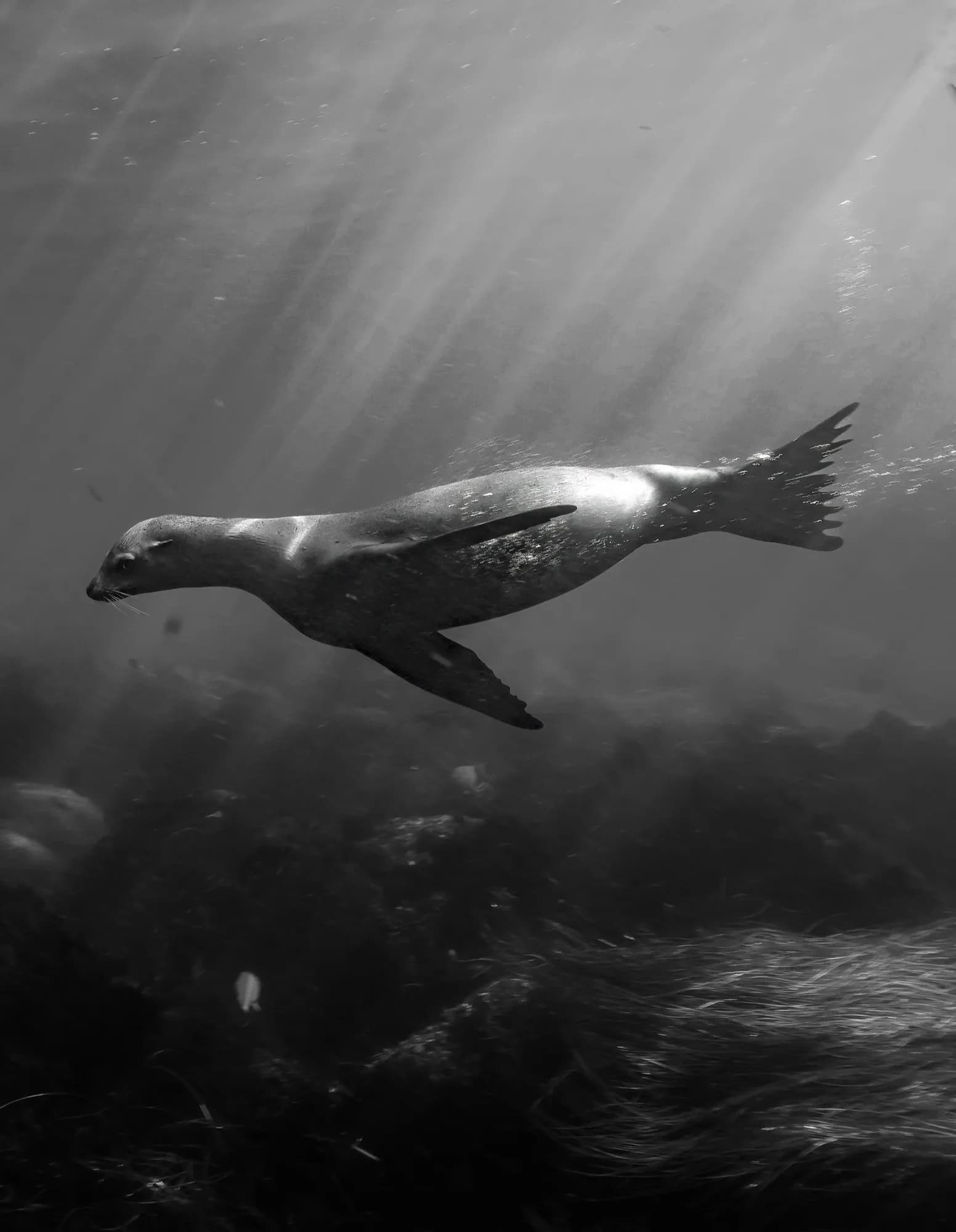 Underwater photography, at La Jolla, (December 2025)