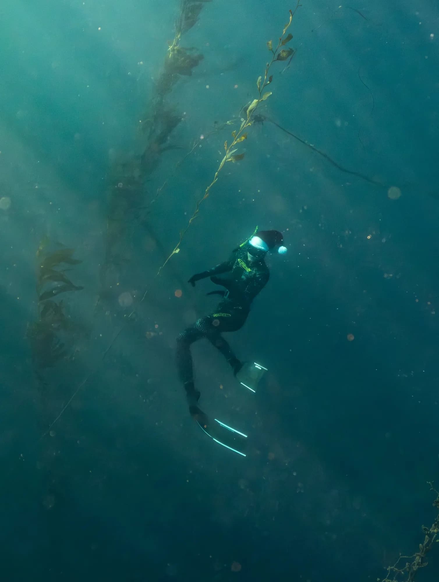 Underwater photography, at La Jolla, (December 2025)