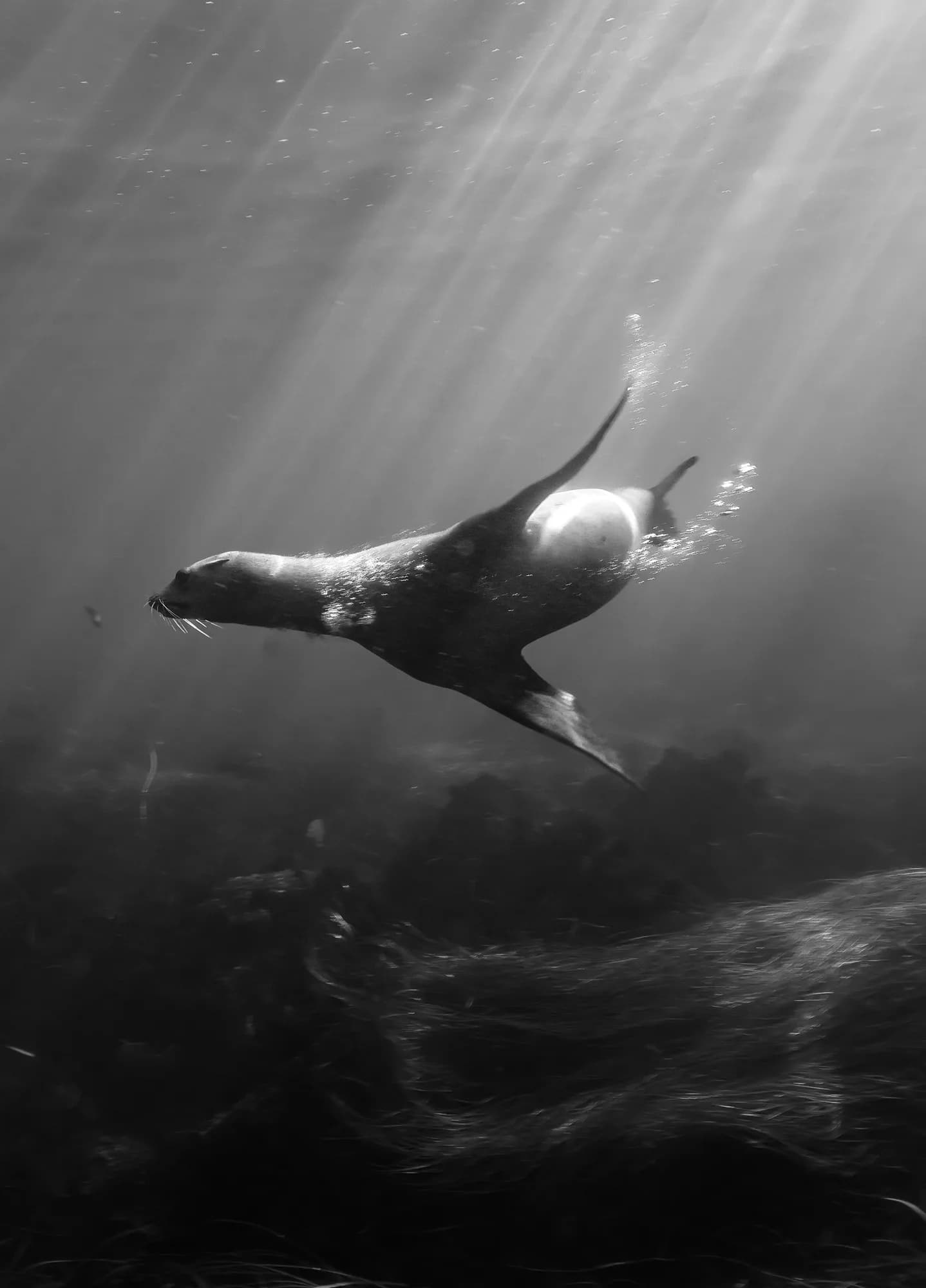 Underwater photography, at La Jolla, (December 2025)