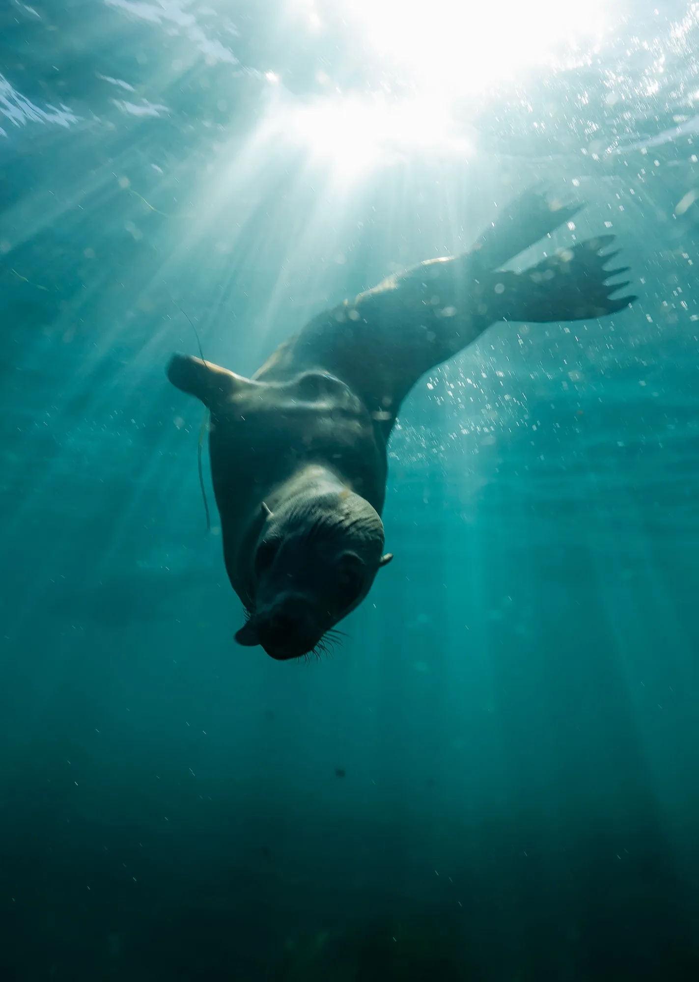 Underwater photography, at La Jolla, (December 2025)