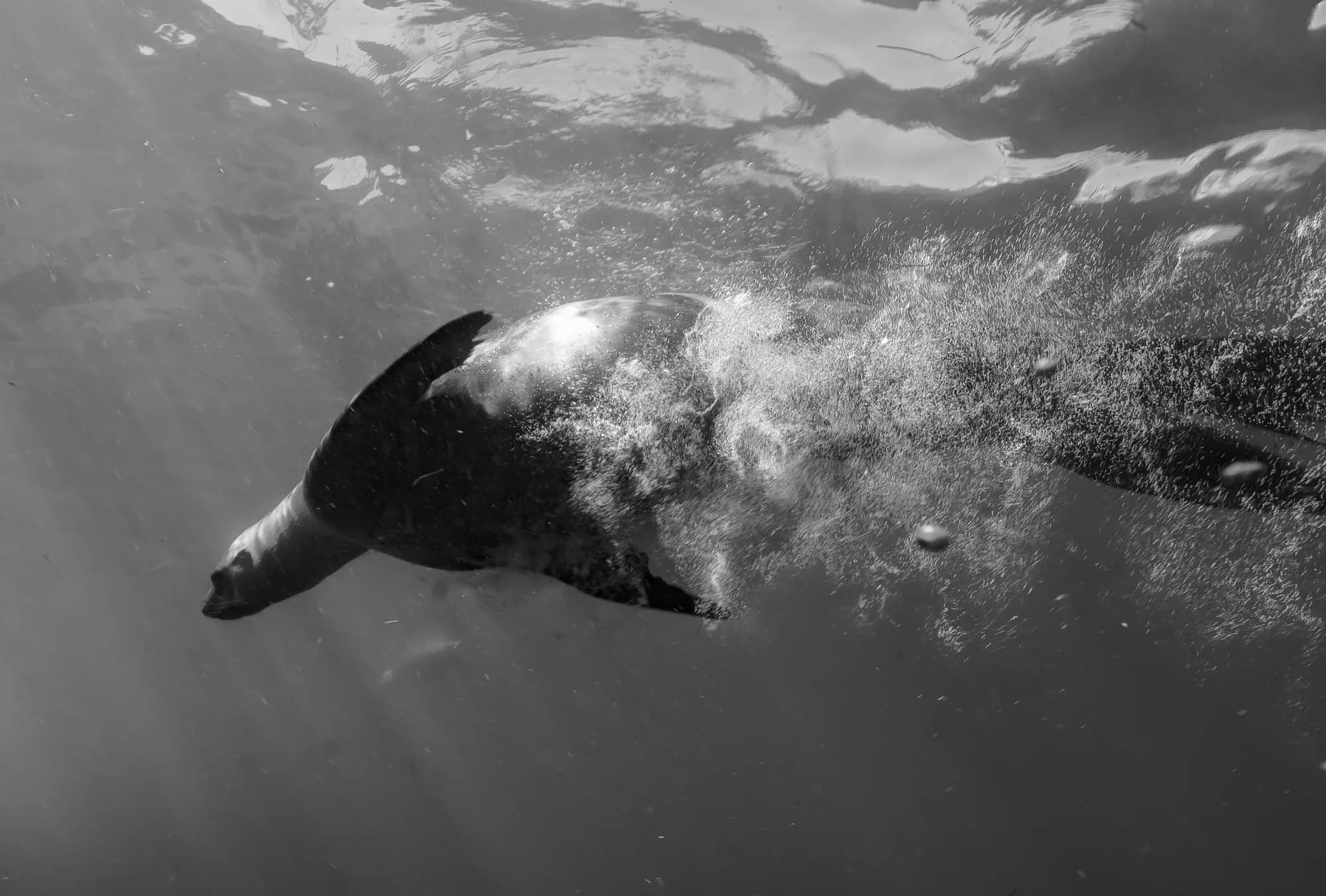Underwater photography, at La Jolla, (December 2025)