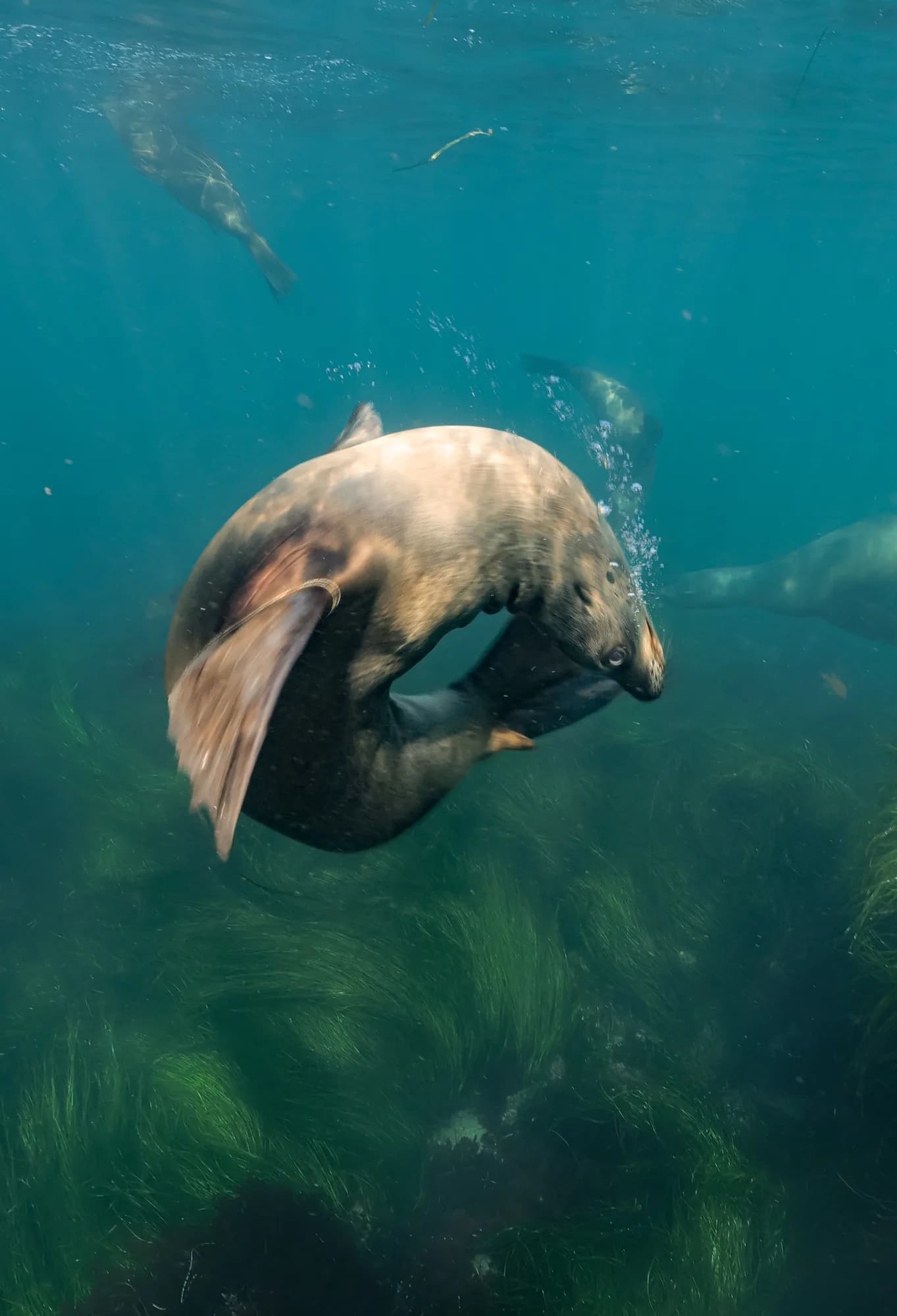 Underwater portrait, at La Jolla, (December 2025)