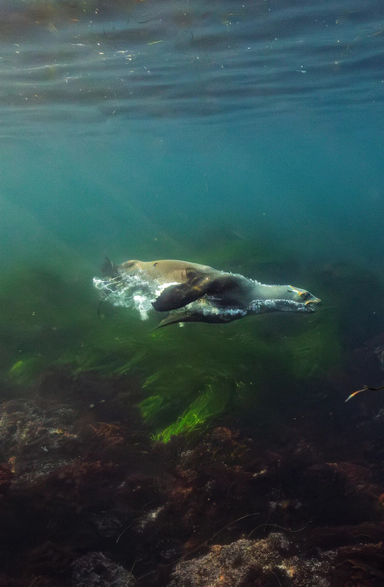 Underwater portrait, at La Jolla, (December 2025)