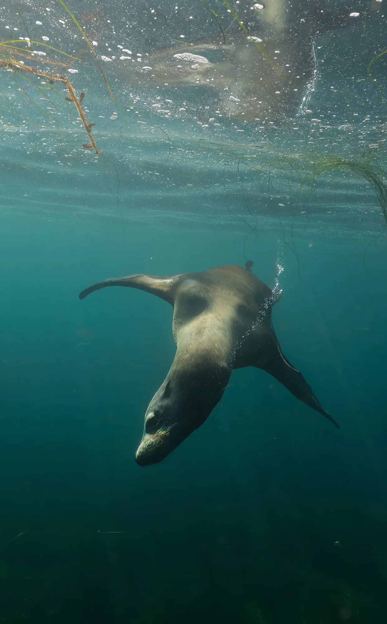 Underwater portrait, at La Jolla, (December 2025)