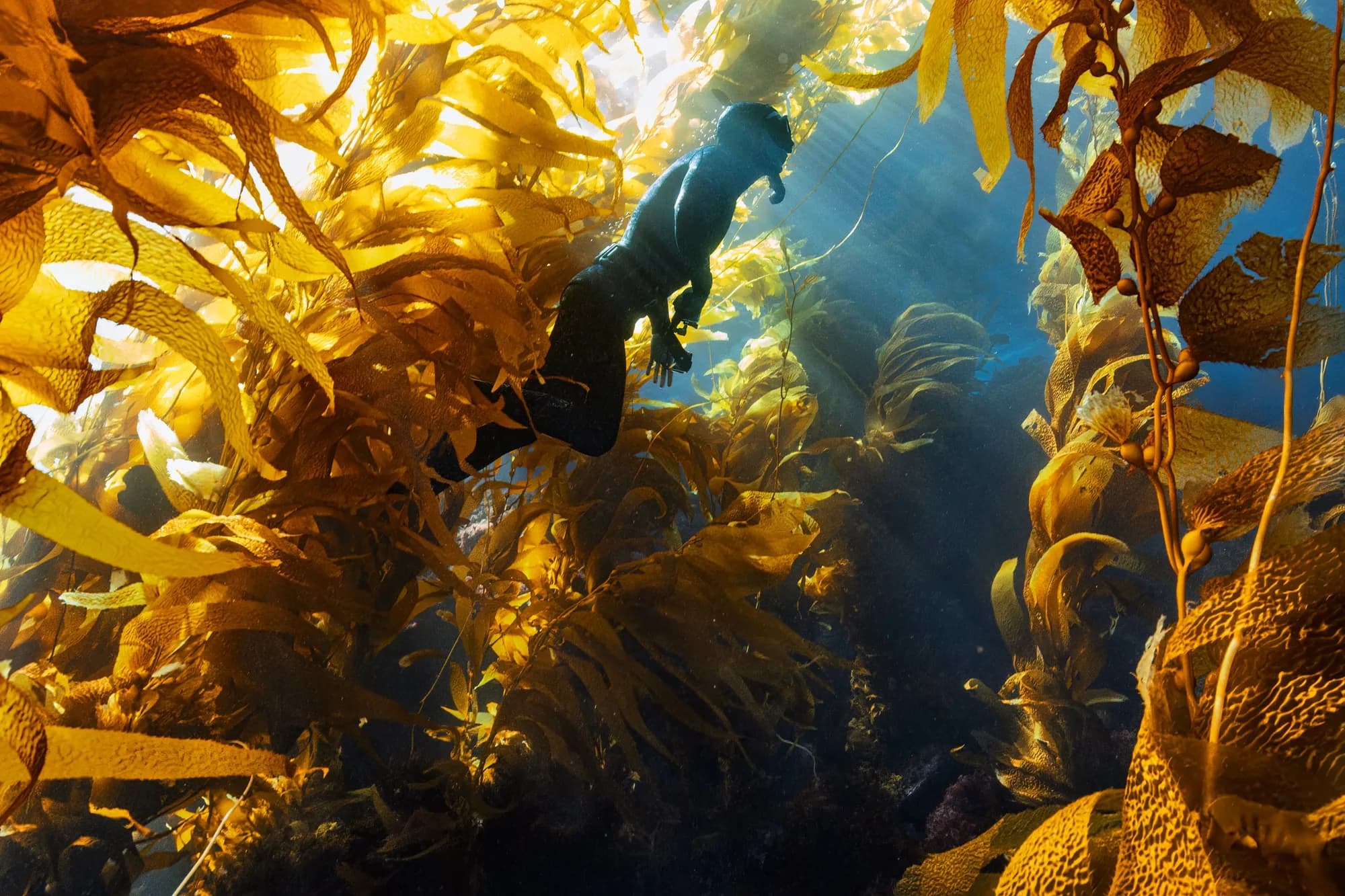 Underwater photography, at La Jolla, (February 2026)