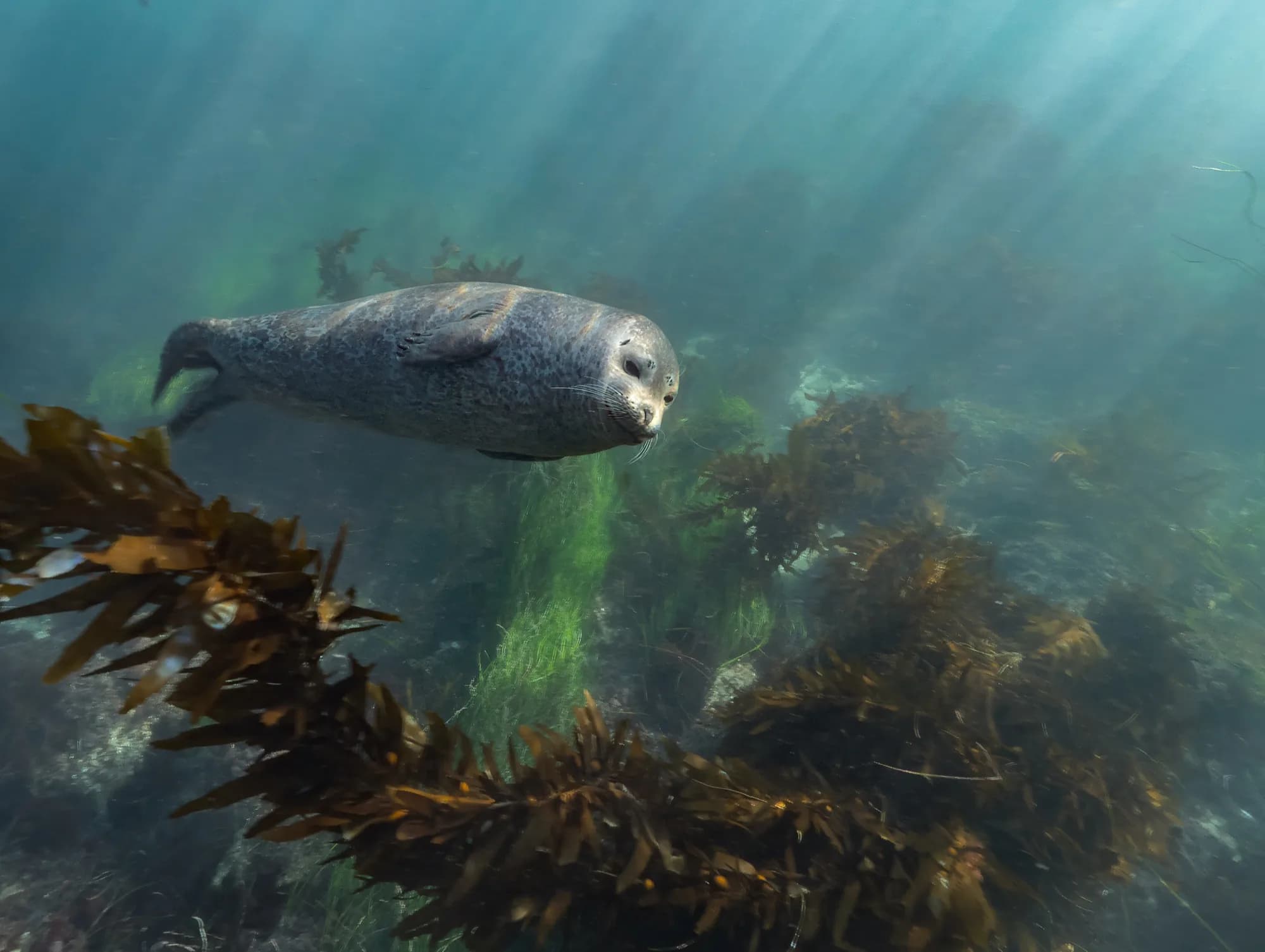 Underwater photography, at La Jolla, (December 2025)