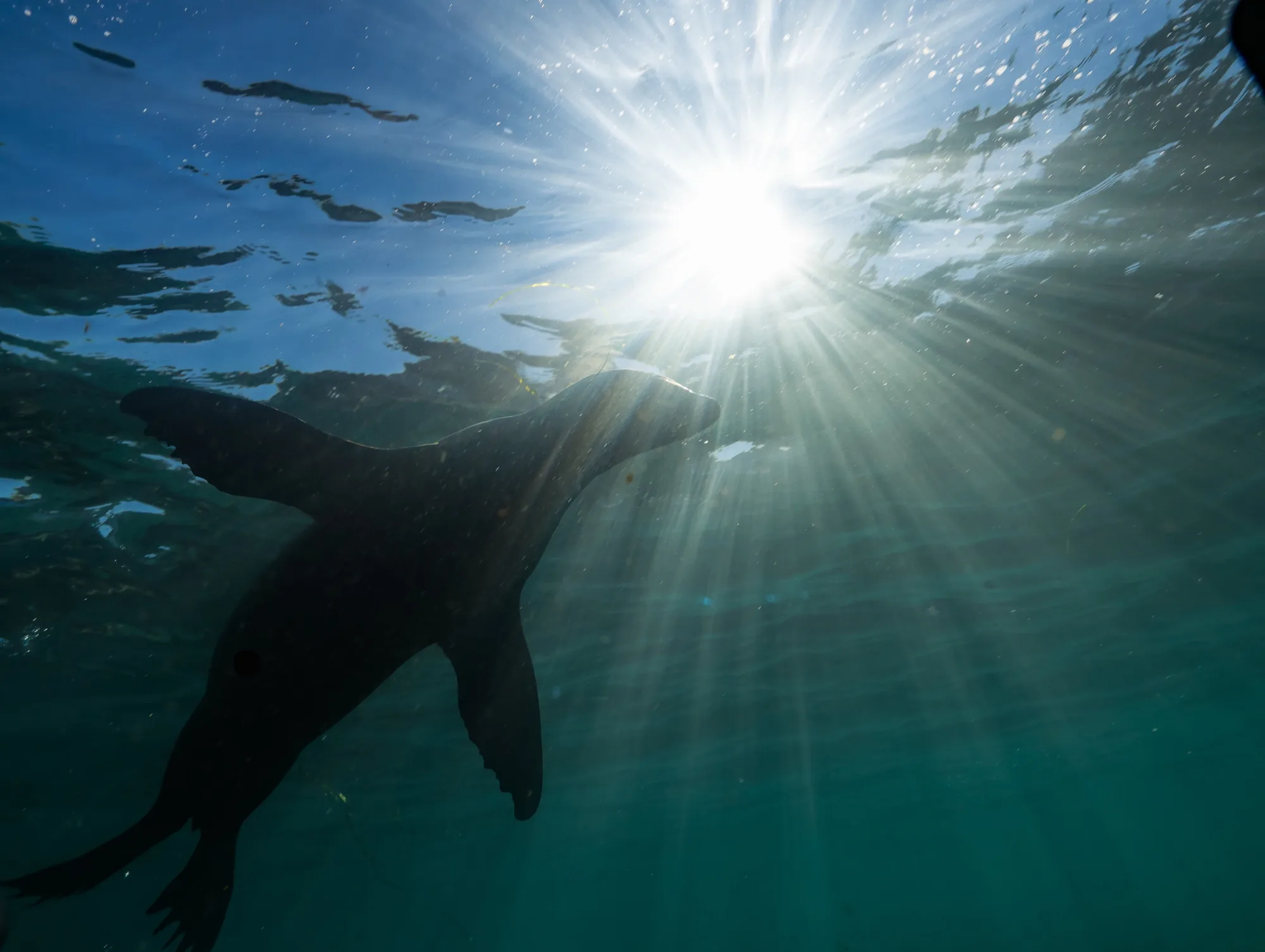Underwater photography, at La Jolla, (December 2025)
