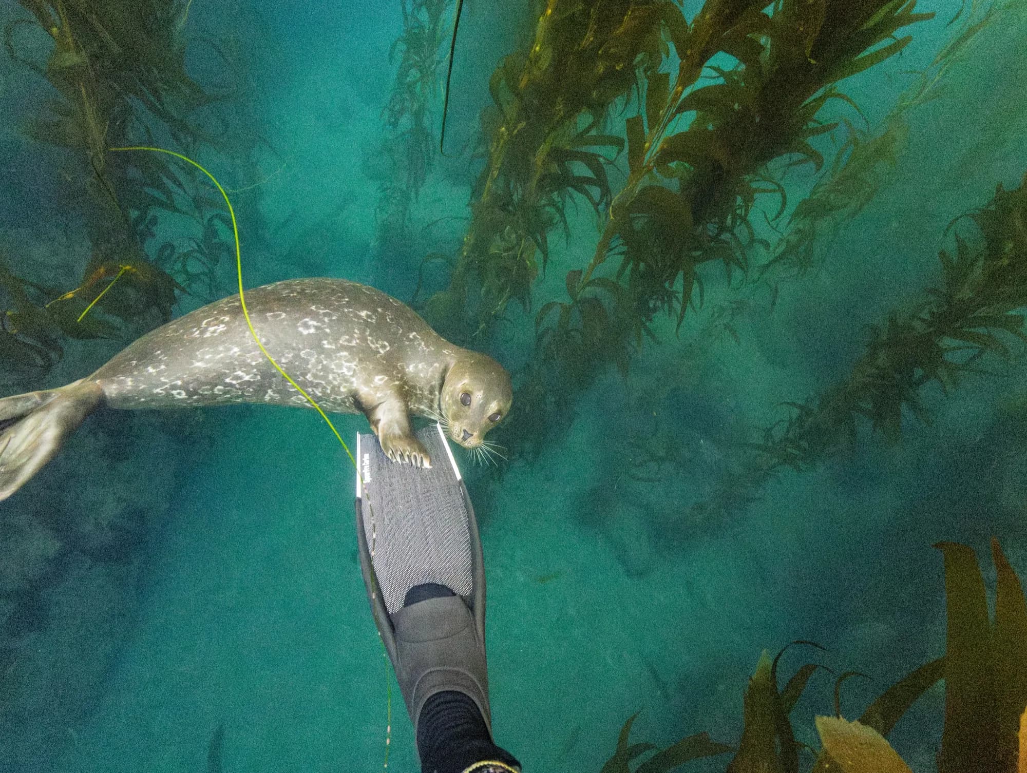 Underwater photography, at La Jolla, (December 2025)