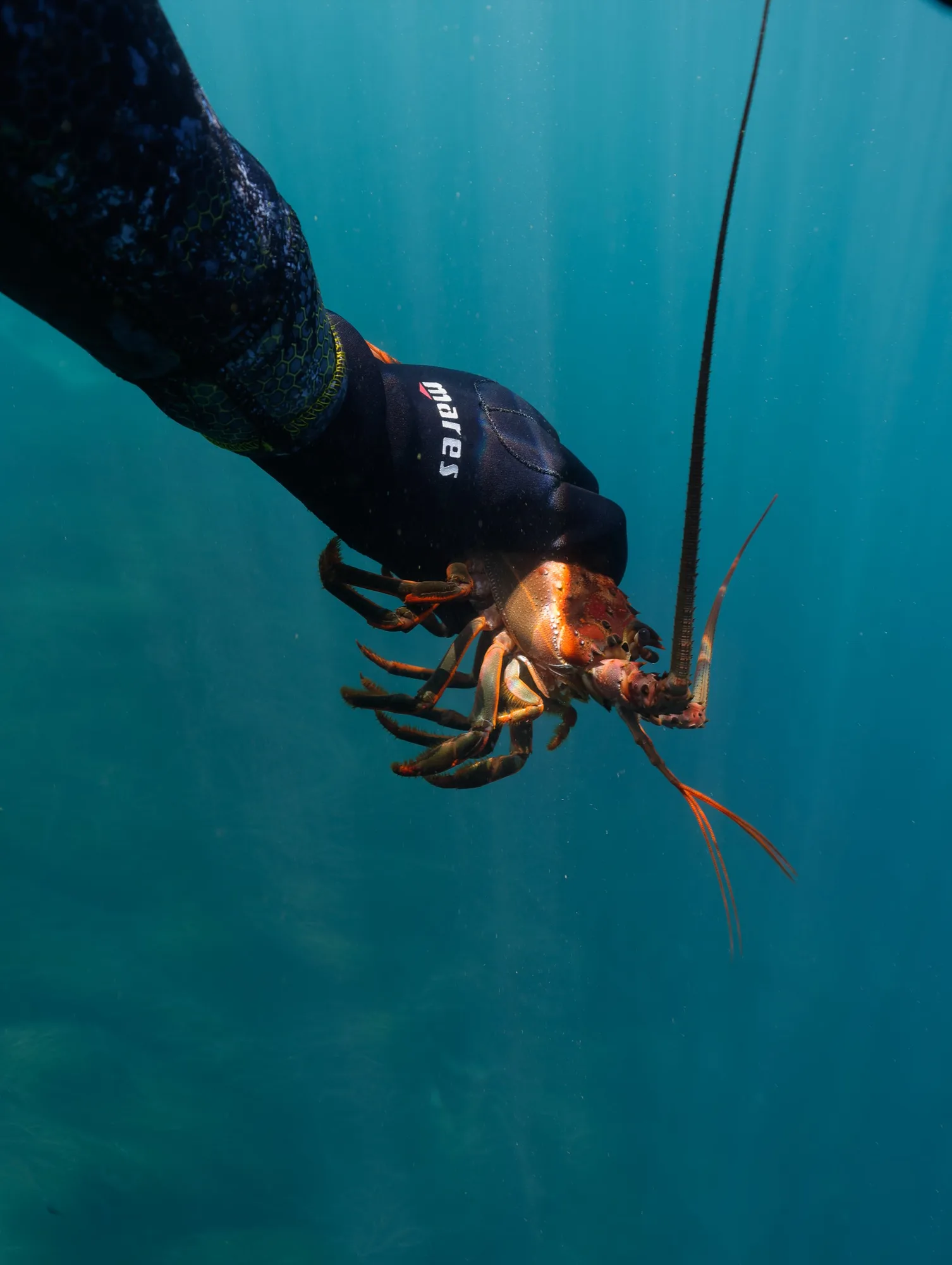 Underwater photography, at La Jolla, (December 2025)