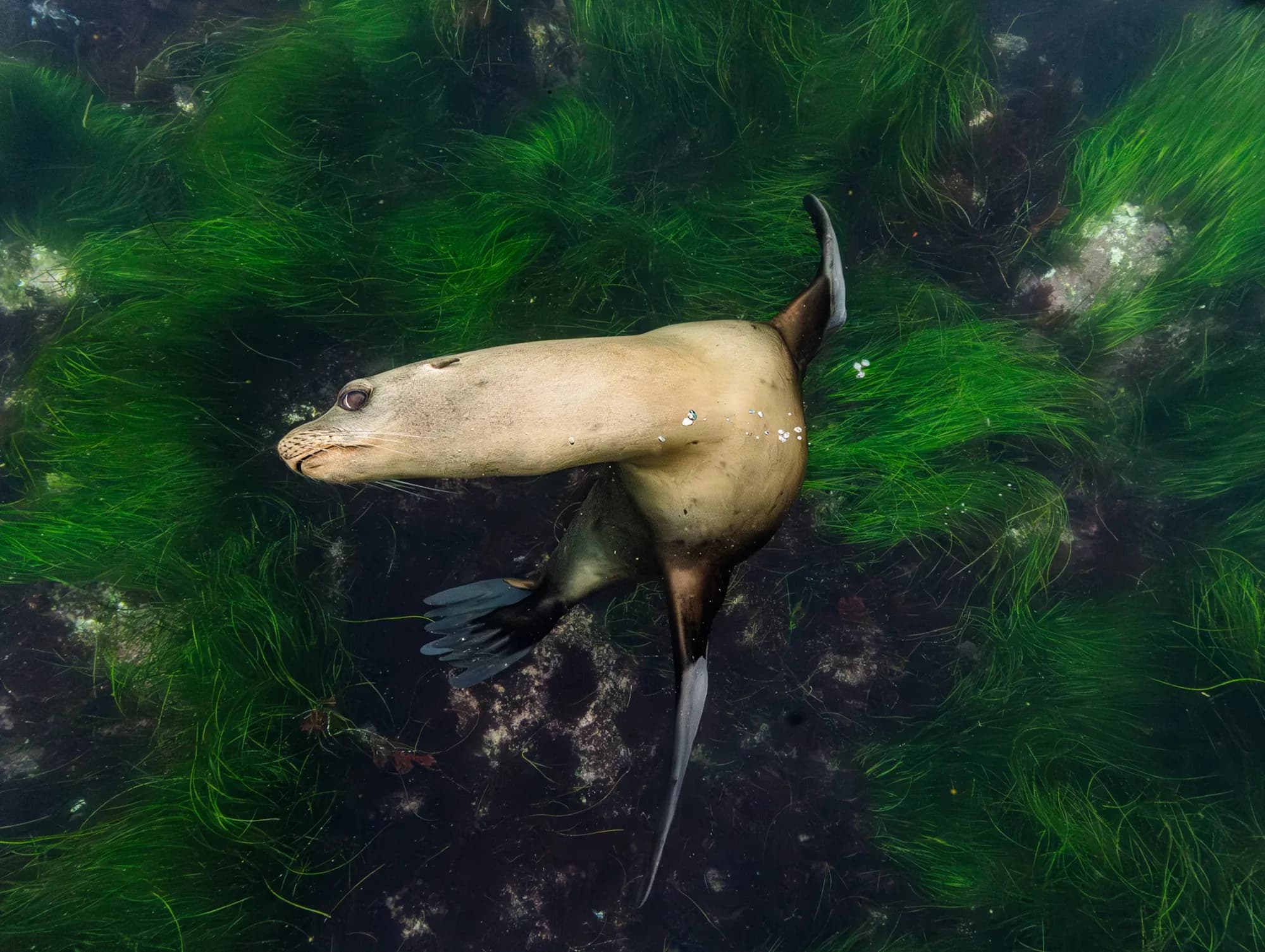 Underwater photography, at La Jolla, (December 2025)