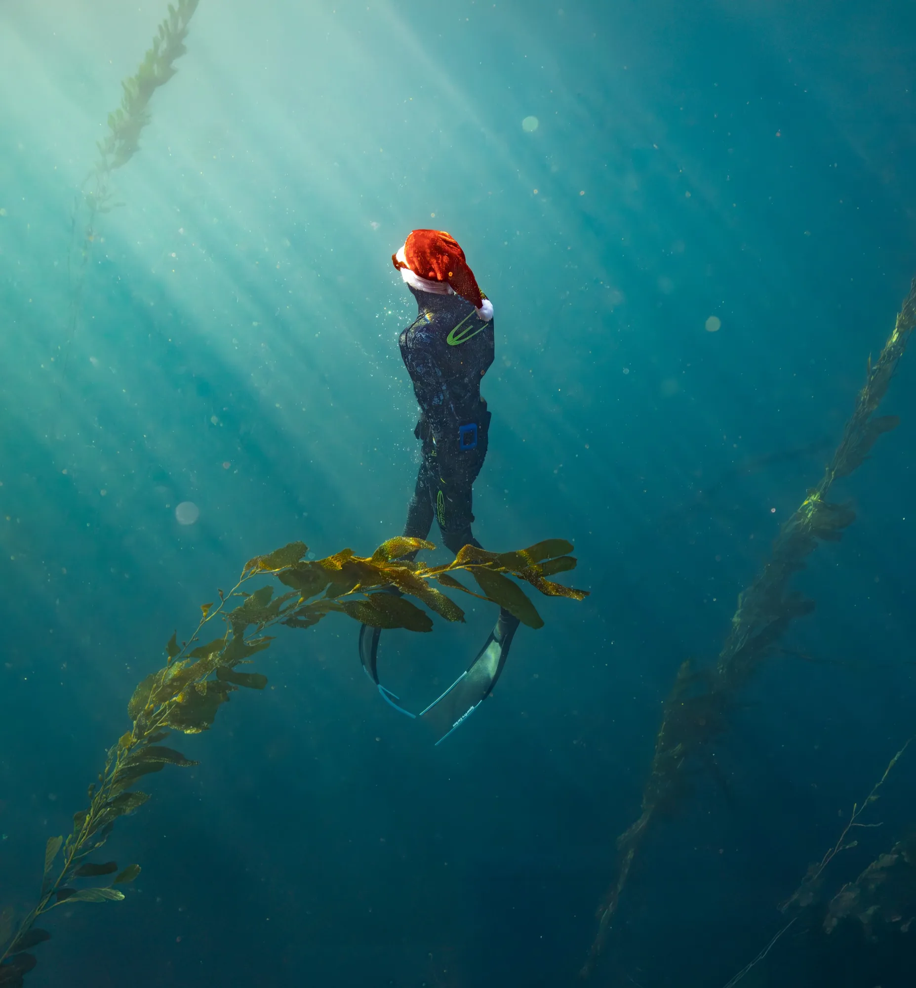 Underwater photography, at La Jolla, (December 2025)