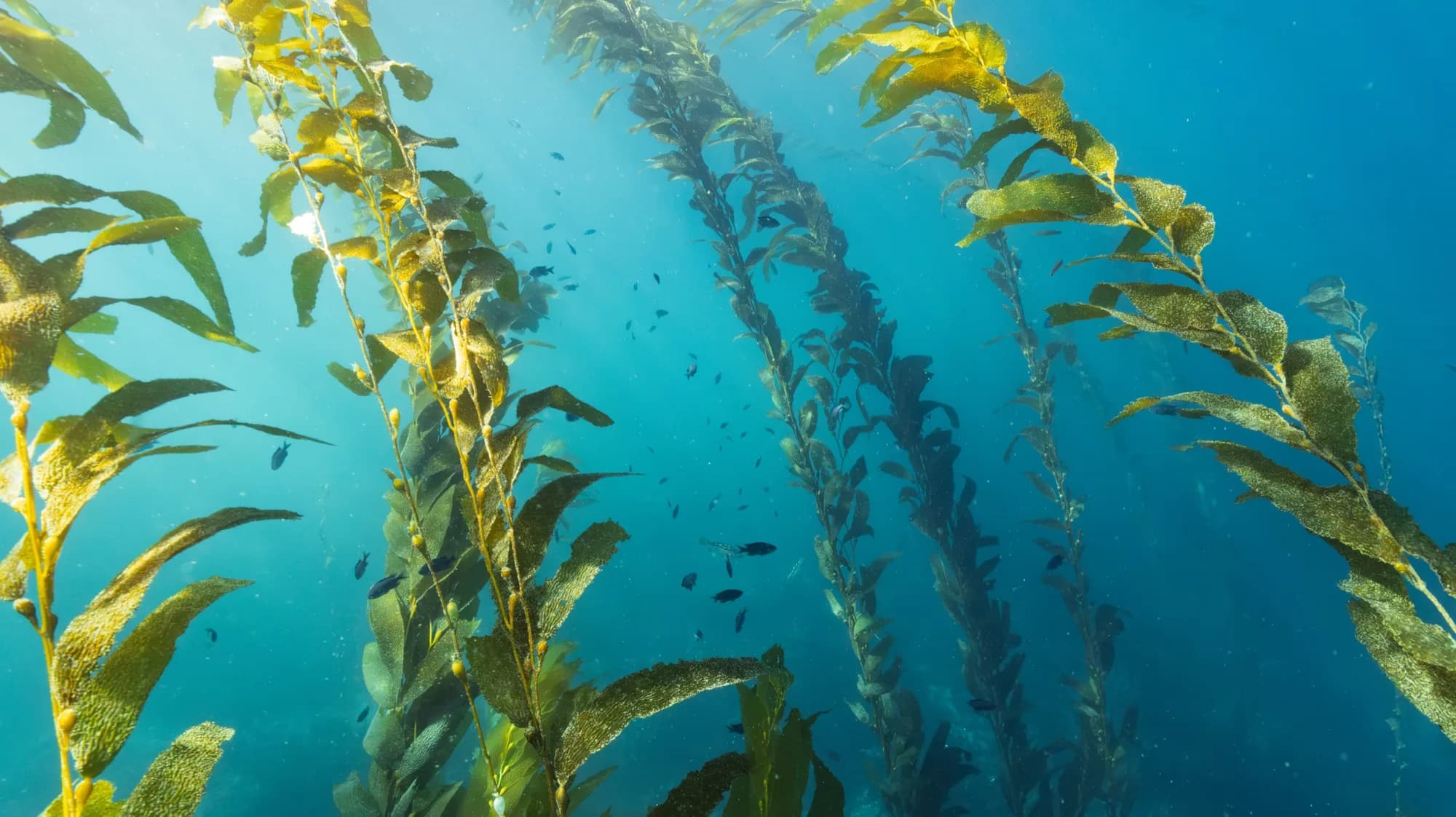 Underwater photography, at La Jolla, (February 2026)