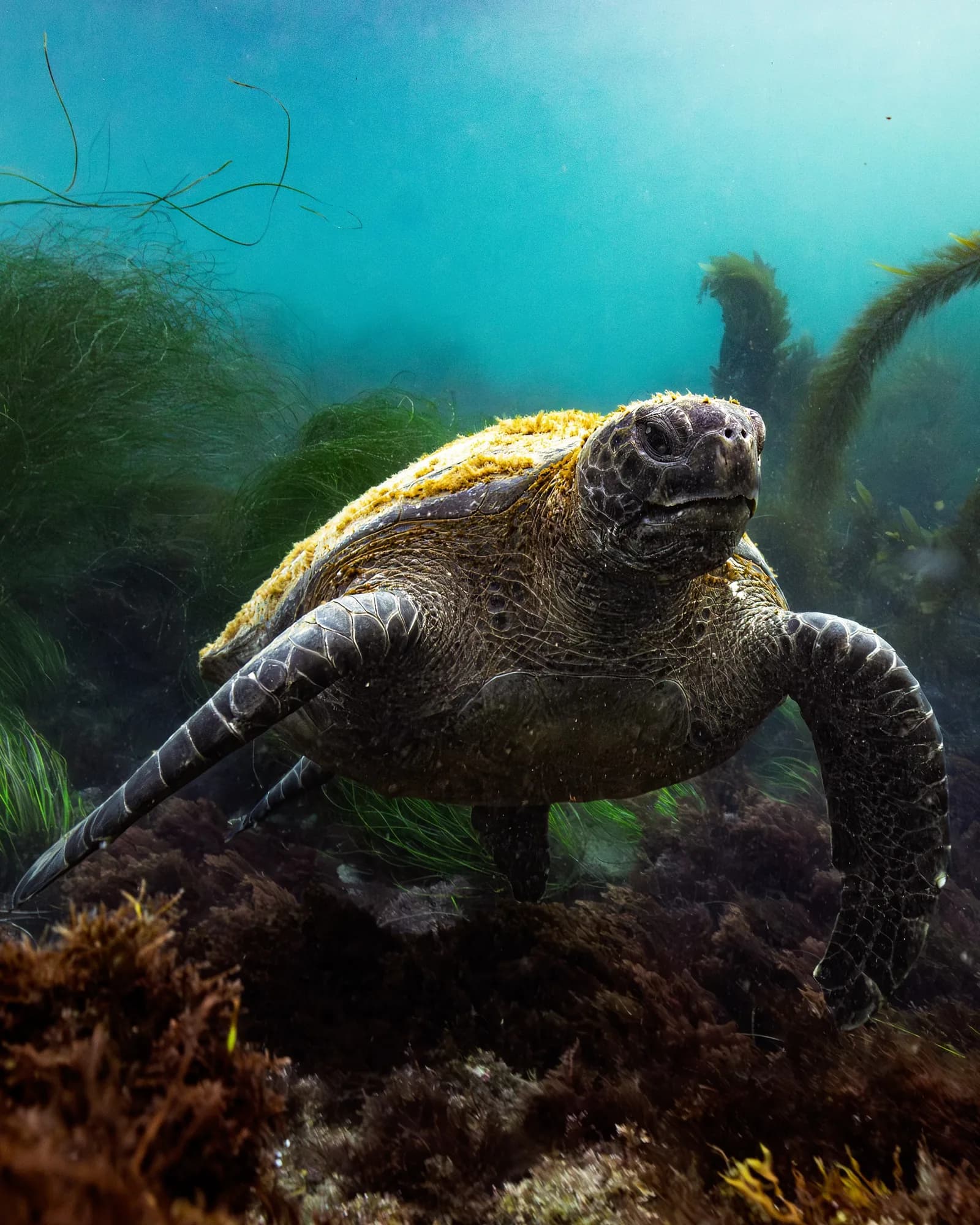 Underwater photography, at La Jolla, (January 2026)