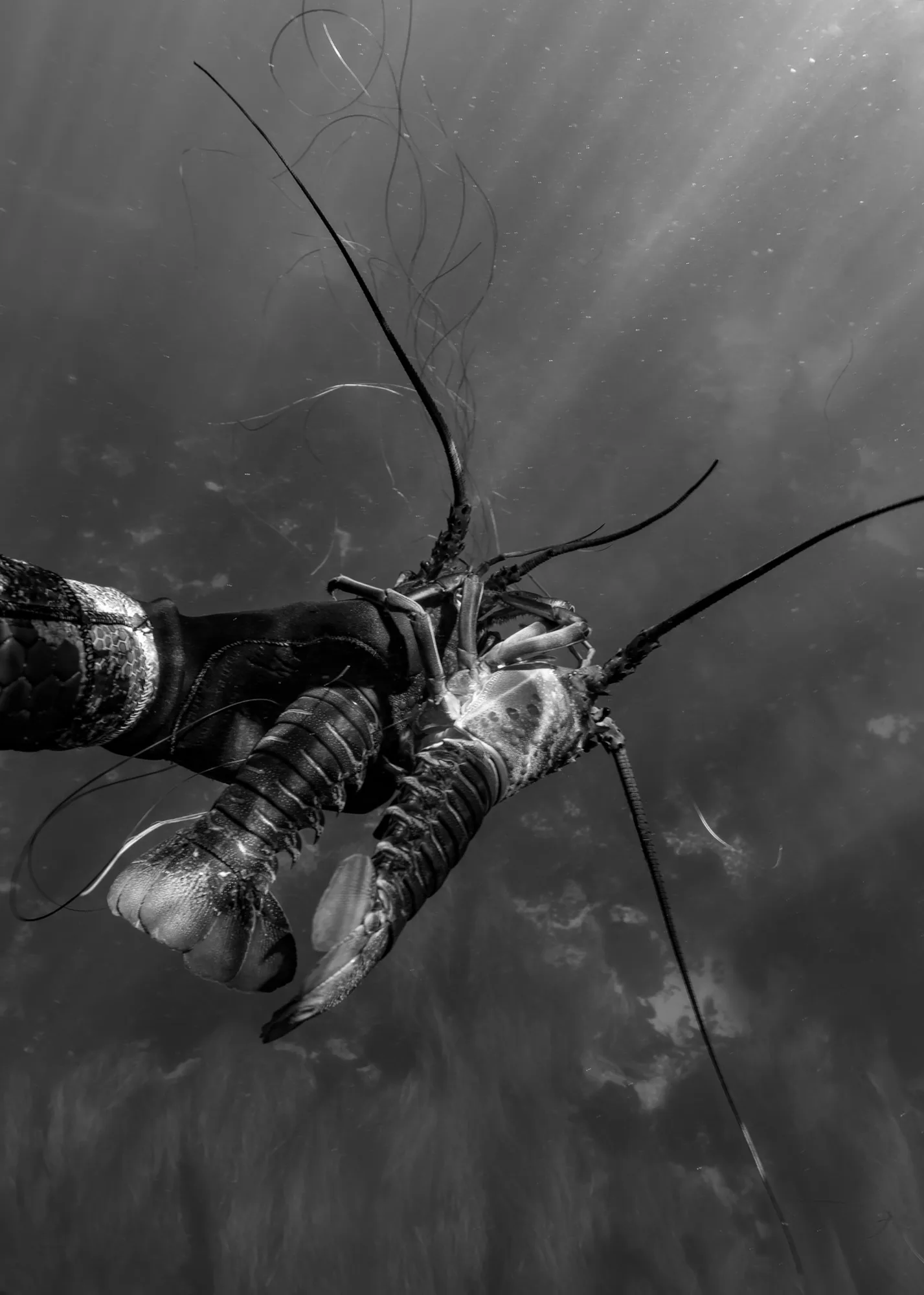 Marine life, at La Jolla, (December 2025)