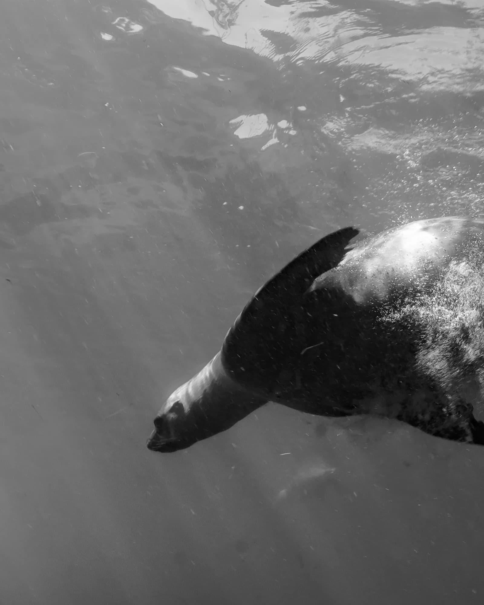 Marine life, at La Jolla