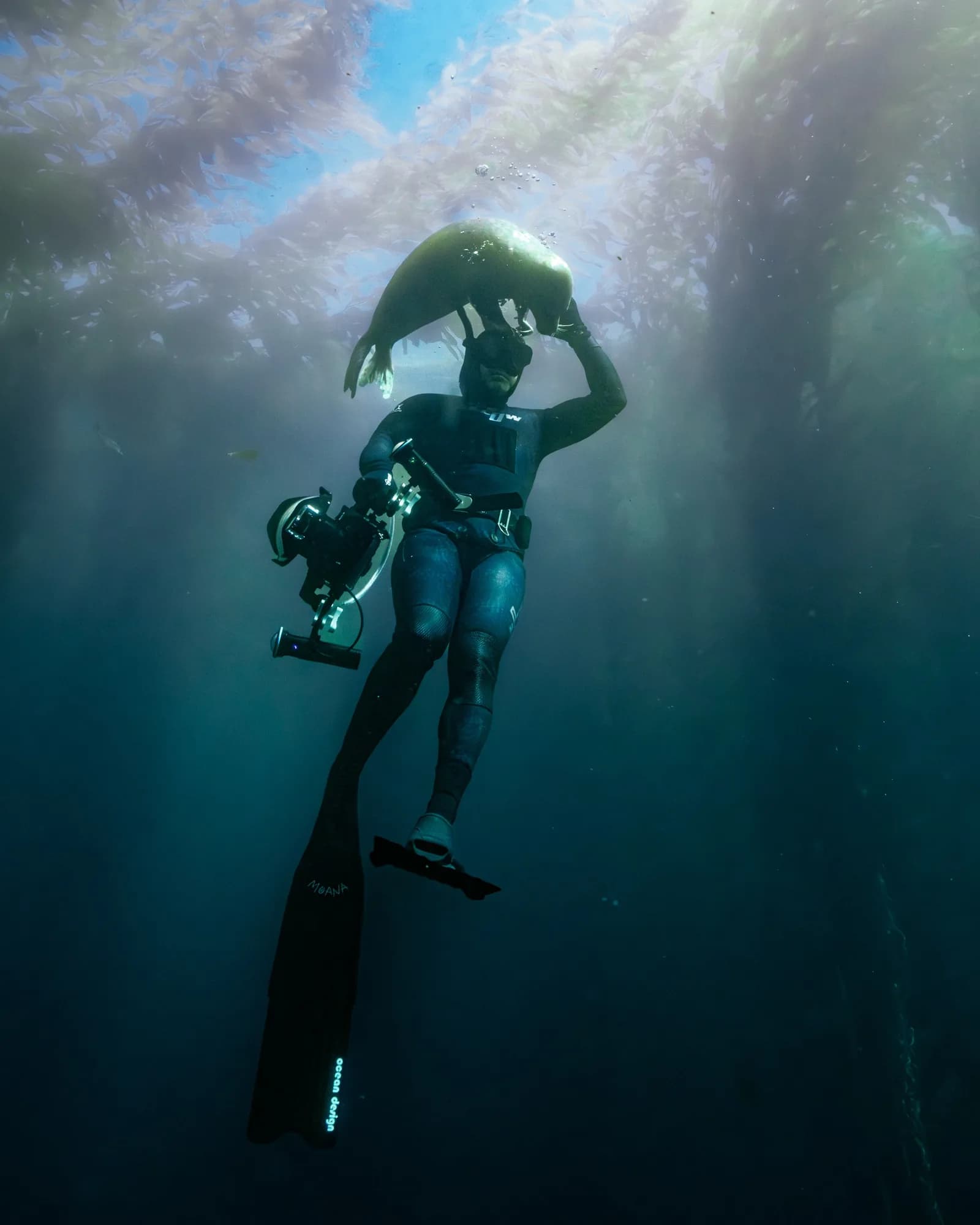 Underwater photography, at Laguna, (January 2026)