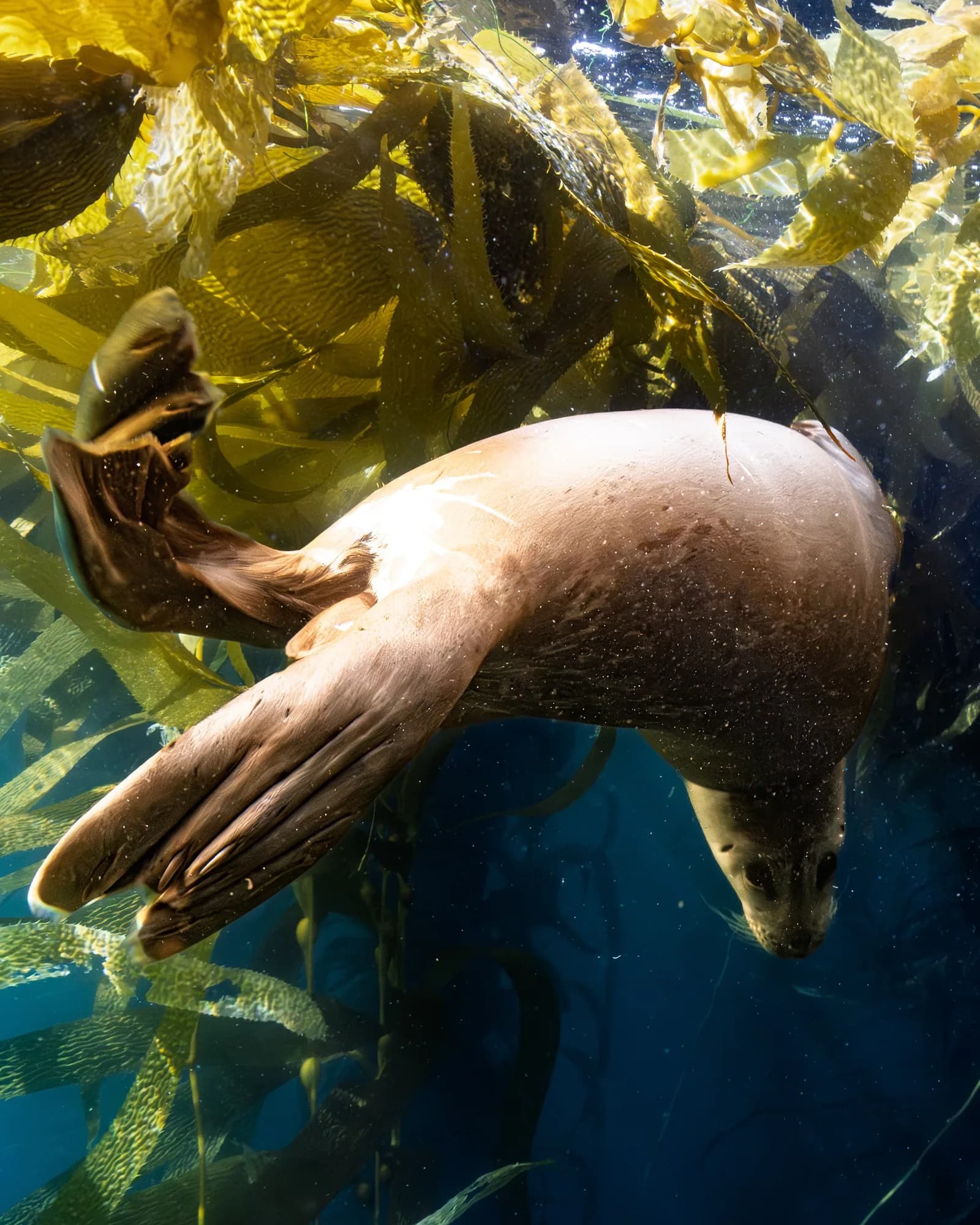 Underwater photography, at Laguna, (January 2026)