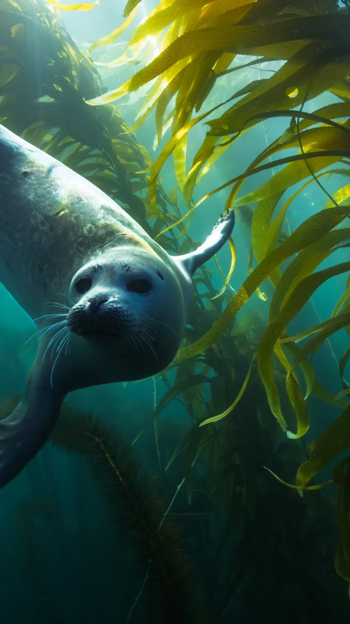 Underwater portrait, at Laguna, (January 2026)