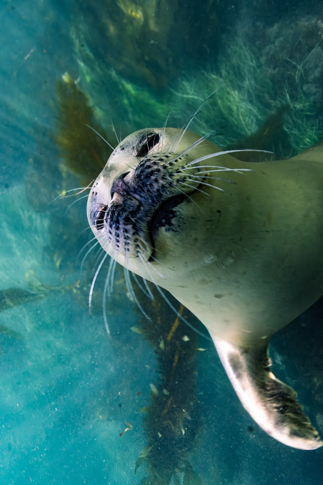 Underwater portrait, at Laguna, (January 2026)
