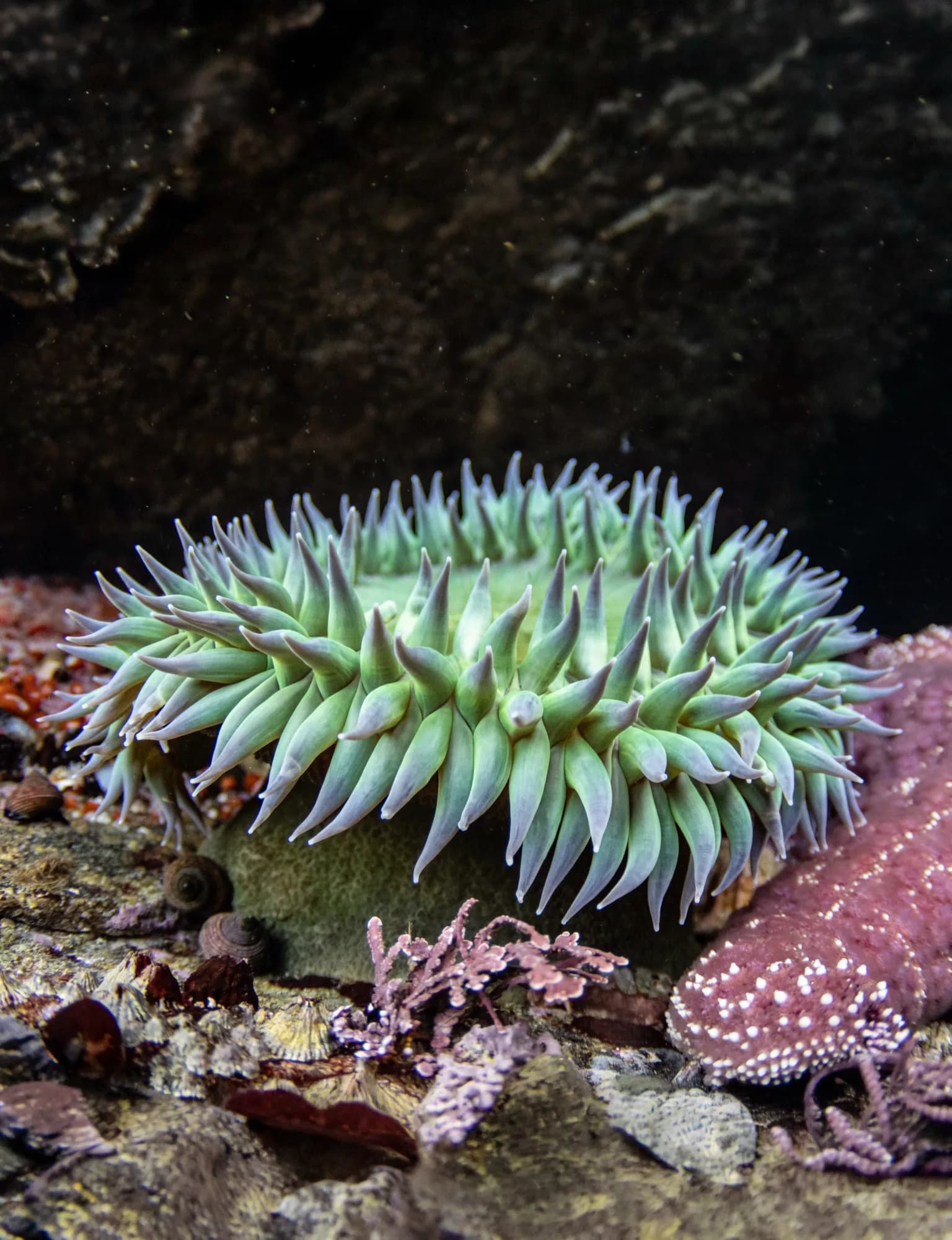 Underwater photography, at Monterey, (January 2026)
