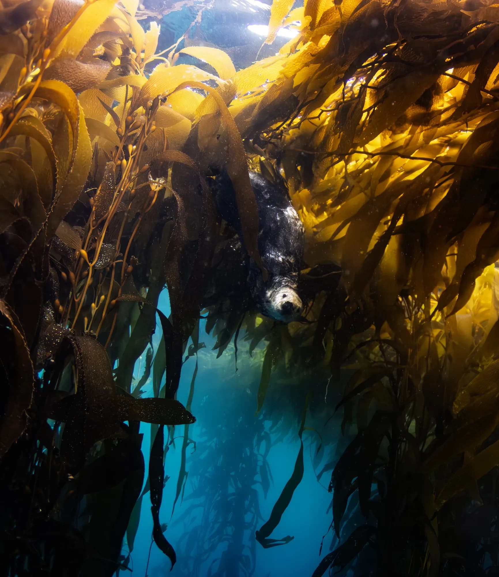 Underwater photography, at Monterey, (January 2026)