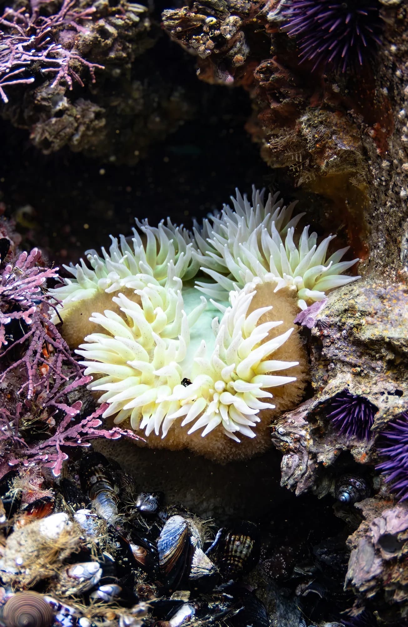 Underwater portrait, at Monterey, (January 2026)