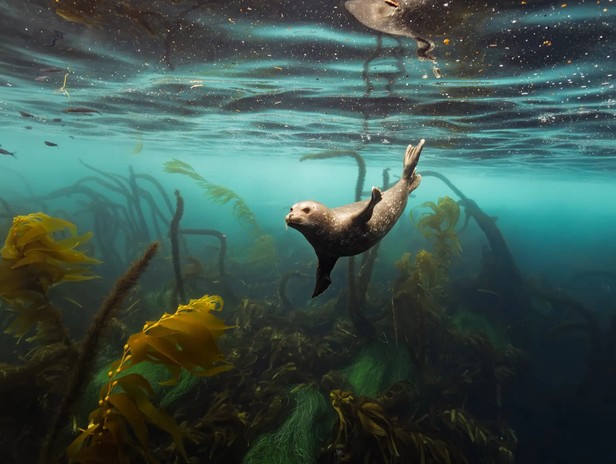 Underwater photography, (December 2025)