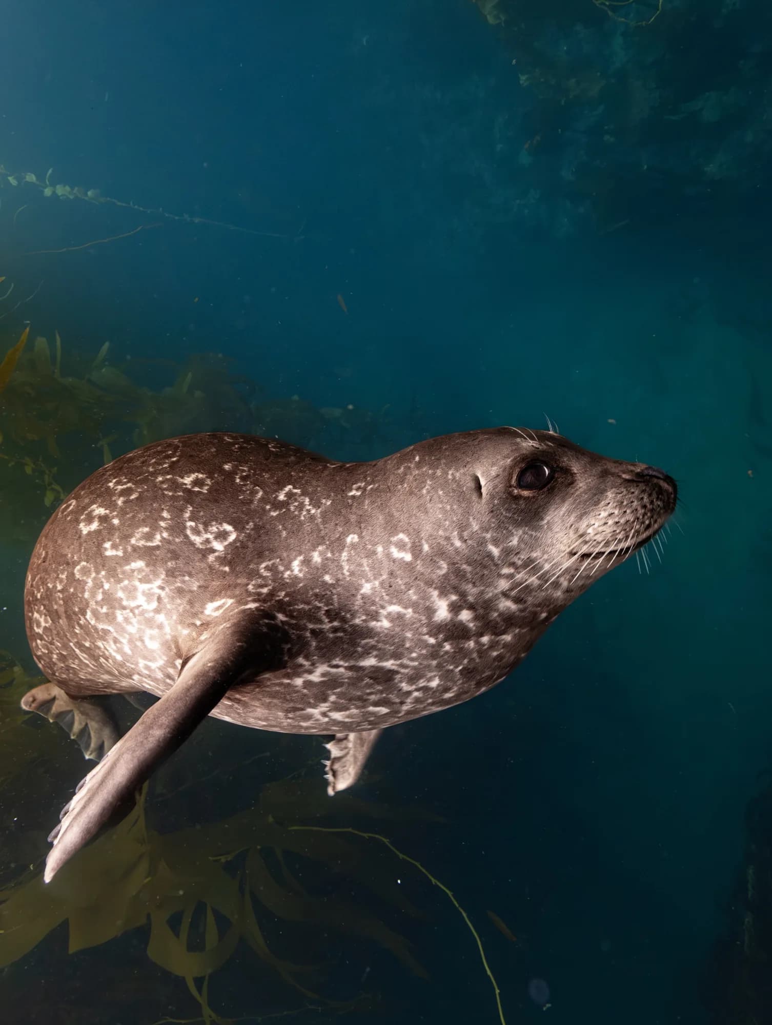 Underwater photography, (December 2025)