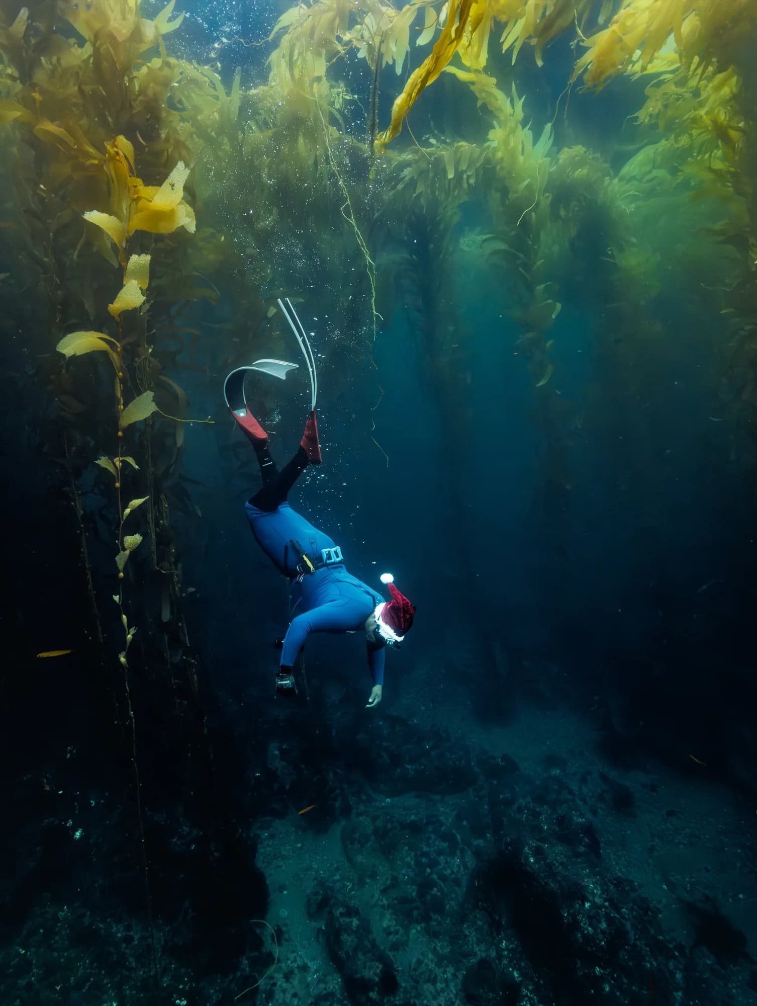 Underwater photography, (December 2025)