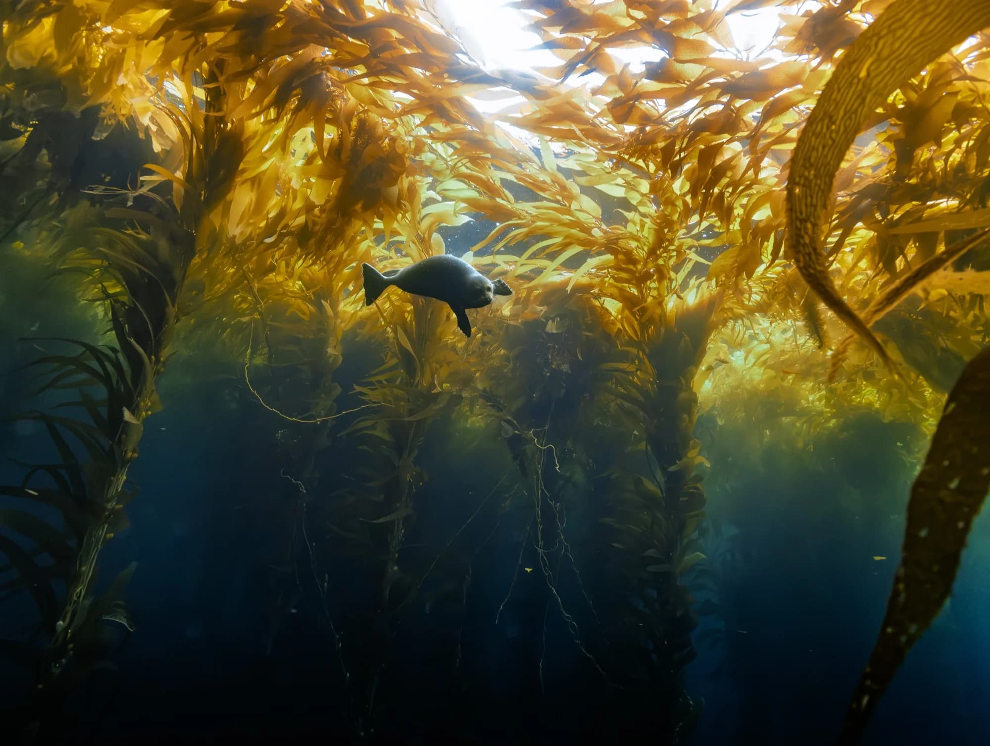 Underwater photography, (December 2025)