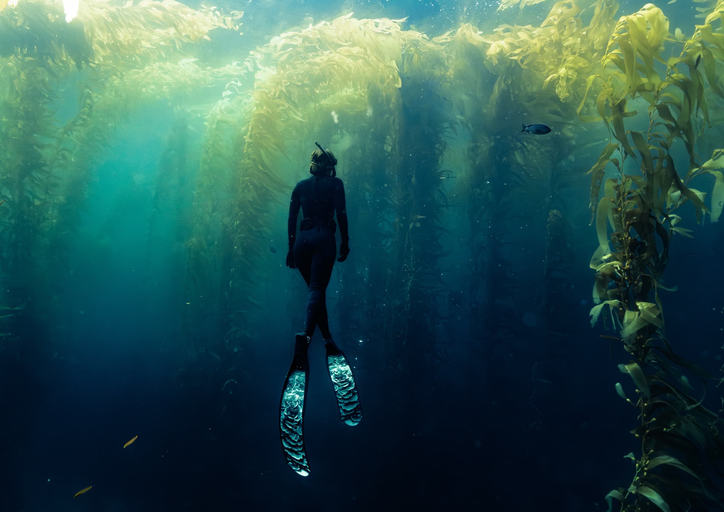 Sunlight cutting through dense kelp at the Channel Islands.