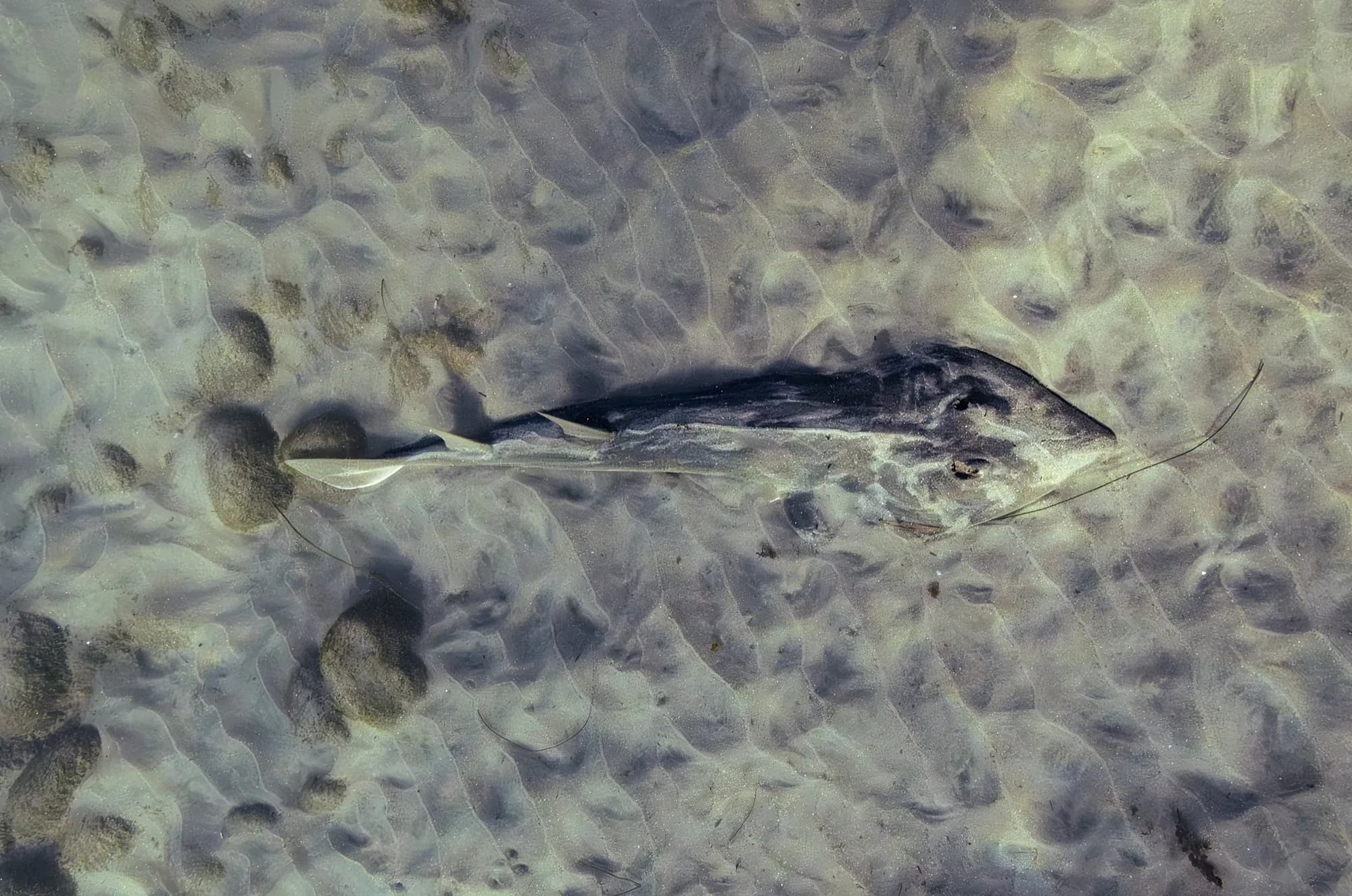 Underwater photography, at La Jolla, (December 2025)